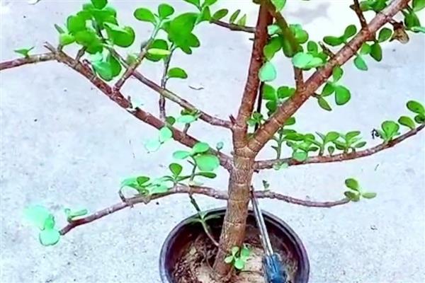 金枝玉叶的爆盆养殖方法，在定植或移栽时切勿马上浇水