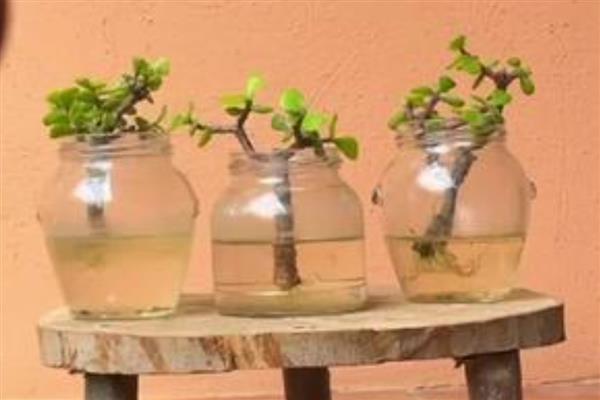 金枝玉叶的爆盆养殖方法，在定植或移栽时切勿马上浇水