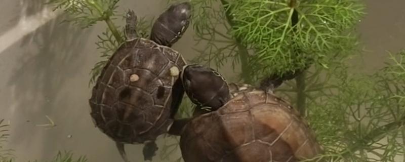 小乌龟吃什么，可以投喂鱼虫、螺类等