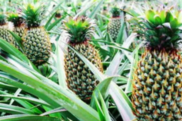 菠萝的盆栽种植方法，栽种前需要翻新土壤