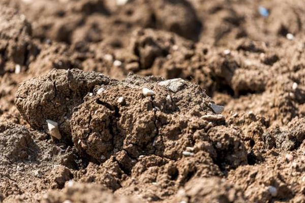 菠萝的盆栽种植方法，栽种前需要翻新土壤