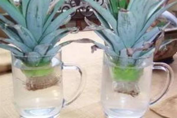 菠萝的盆栽种植方法，栽种前需要翻新土壤