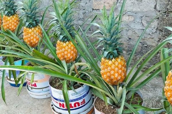 菠萝的盆栽种植方法，栽种前需要翻新土壤