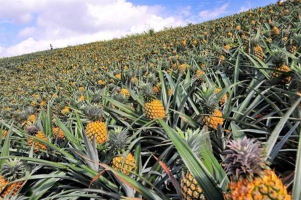 菠萝的盆栽种植方法，栽种前需要翻新土壤