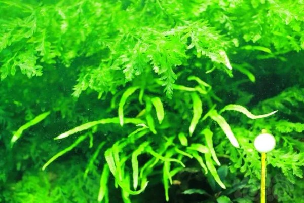 凤尾蕨能水培吗，可以水培养殖