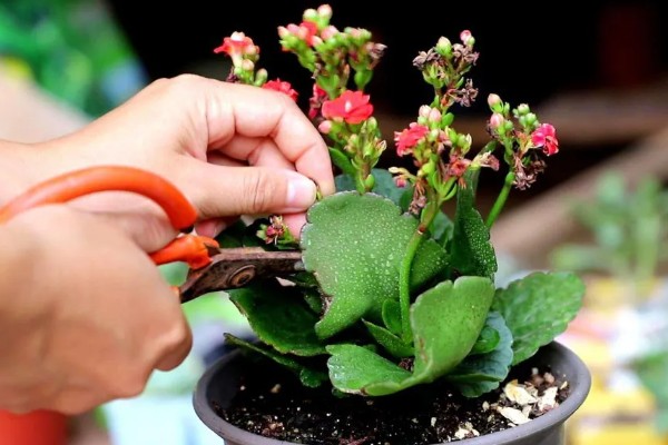 长寿花是喜阴还是喜阳,长寿花喜阳