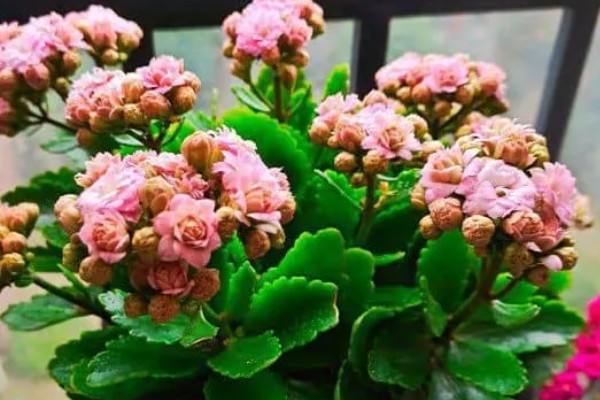 长寿花是喜阴还是喜阳,长寿花喜阳