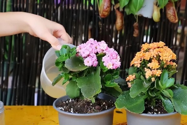 长寿花是喜阴还是喜阳,长寿花喜阳