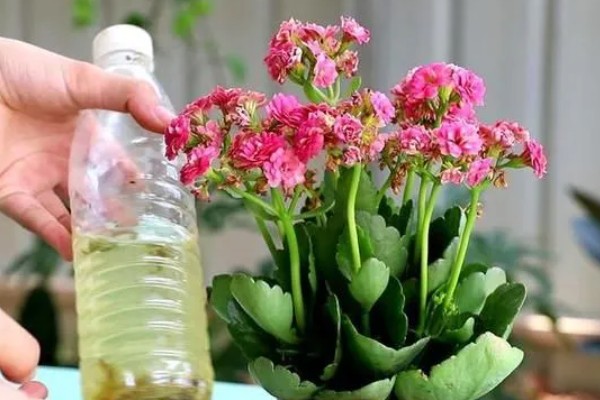 长寿花是喜阴还是喜阳,长寿花喜阳