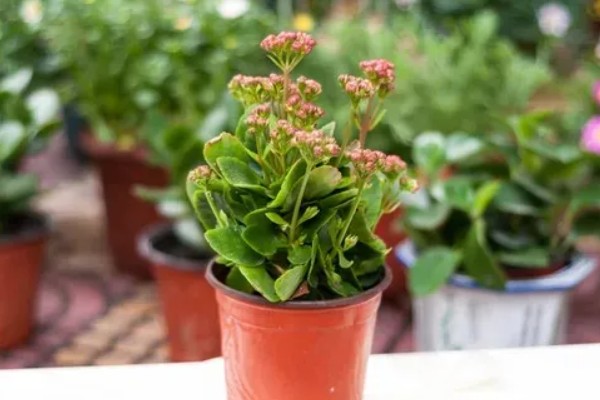 长寿花是喜阴还是喜阳,长寿花喜阳