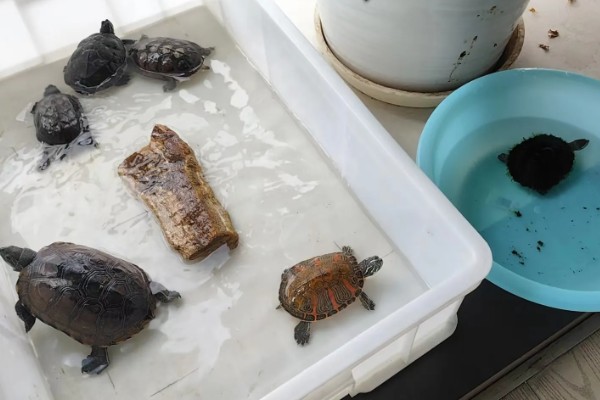 圆澳龟吃什么,可以吃蠕虫、小鱼、小虾等