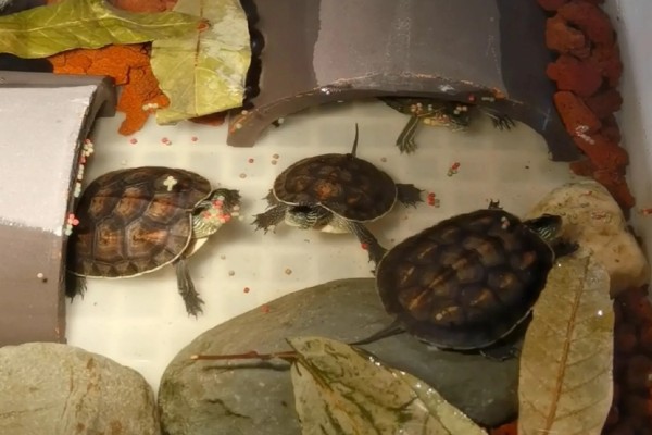 圆澳龟吃什么,可以吃蠕虫、小鱼、小虾等