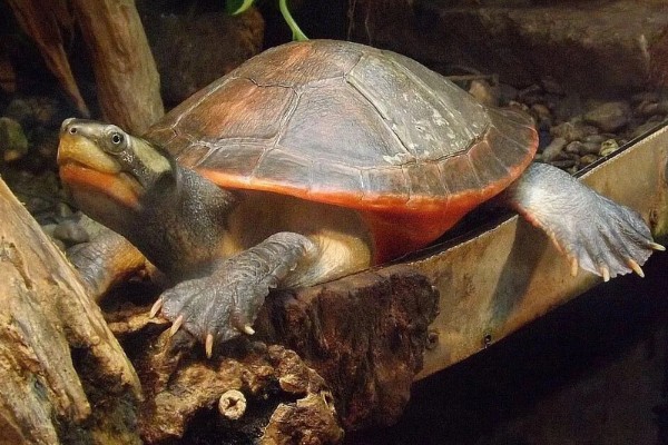 圆澳龟吃什么,可以吃蠕虫、小鱼、小虾等