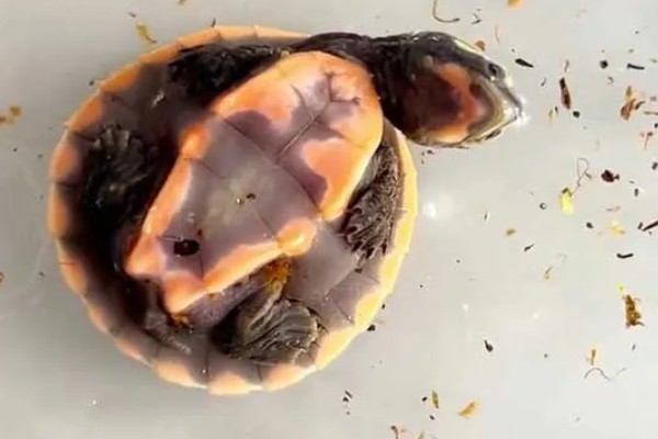 圆澳龟吃什么,可以吃蠕虫、小鱼、小虾等