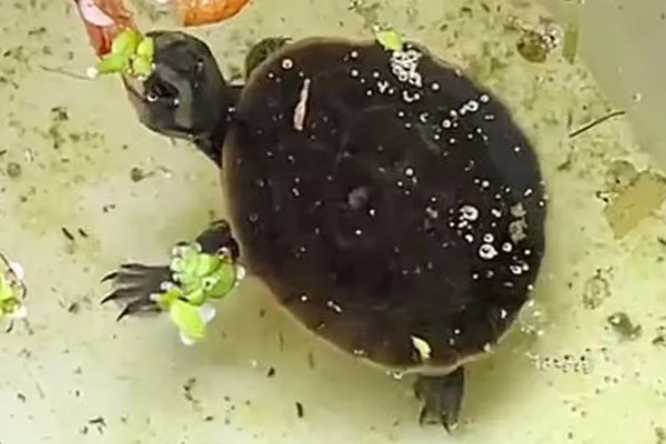 圆澳龟吃什么,可以吃蠕虫、小鱼、小虾等