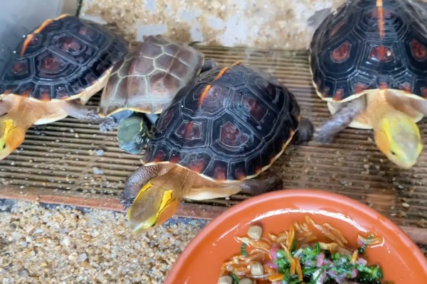 圆澳龟吃什么,可以吃蠕虫、小鱼、小虾等