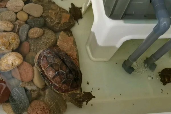 圆澳龟吃什么,可以吃蠕虫、小鱼、小虾等