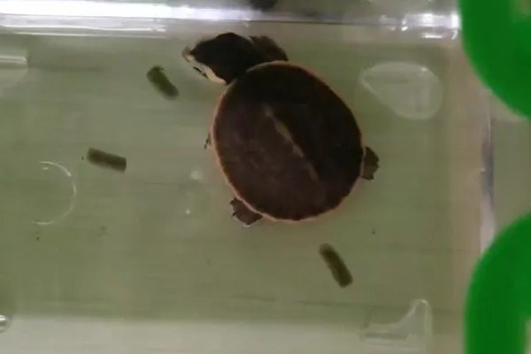 圆澳龟吃什么,可以吃蠕虫、小鱼、小虾等