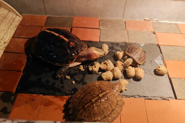 圆澳龟吃什么,可以吃蠕虫、小鱼、小虾等