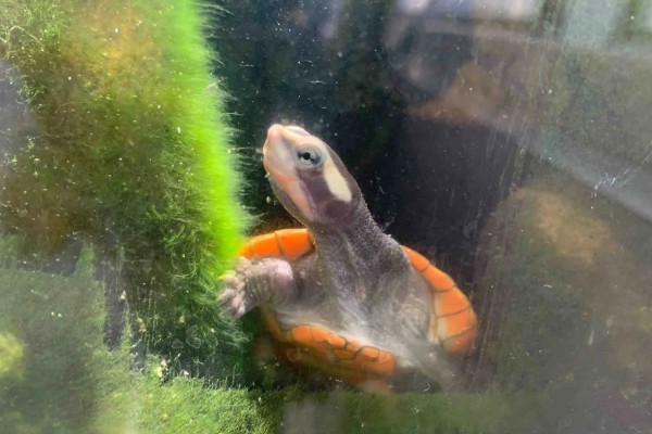 圆澳龟吃什么,可以吃蠕虫、小鱼、小虾等