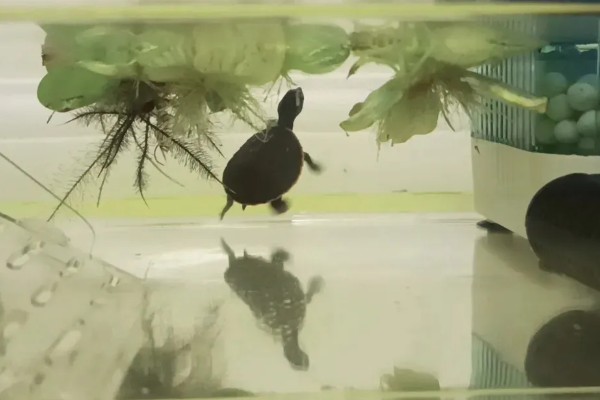 圆澳龟吃什么,可以吃蠕虫、小鱼、小虾等