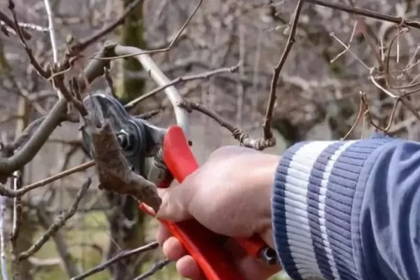 苹果树的种植技术，要确保光照充足