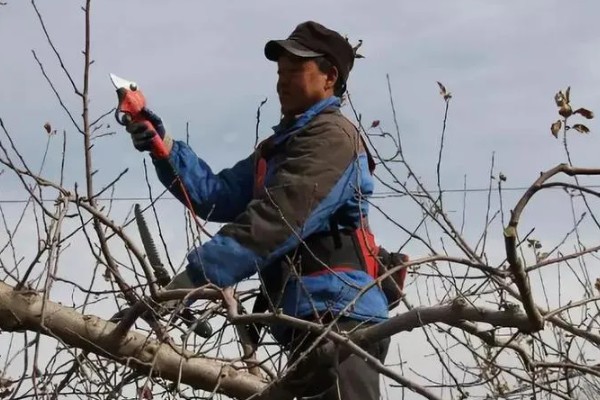 苹果树的种植技术，要确保光照充足