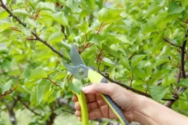 苹果树的种植技术，要确保光照充足