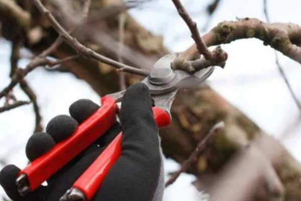 苹果树的种植技术，要确保光照充足