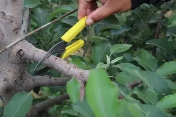 苹果树的种植技术，要确保光照充足