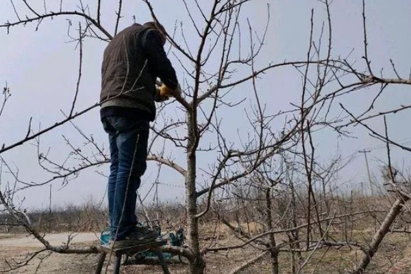 苹果树的种植技术，要确保光照充足