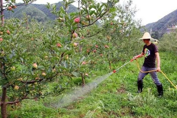 苹果树的种植技术，要确保光照充足