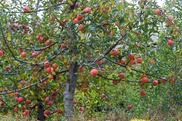 苹果树的种植技术，要确保光照充足