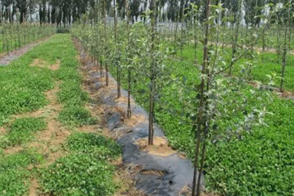 苹果树的种植技术，要确保光照充足