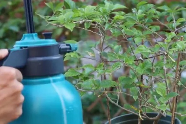 花盘里有小白虫子的解决方法，可以喷洒辣椒水、胡椒水等