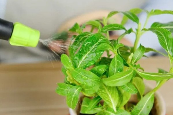 花盘里有小白虫子的解决方法，可以喷洒辣椒水、胡椒水等