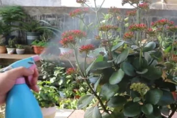 花盘里有小白虫子的解决方法，可以喷洒辣椒水、胡椒水等