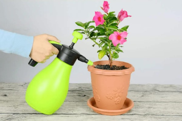 花盘里有小白虫子的解决方法，可以喷洒辣椒水、胡椒水等