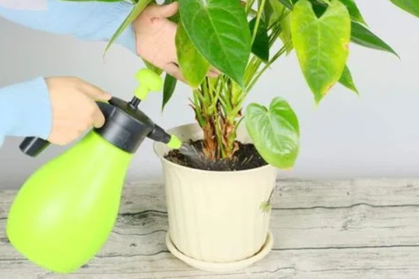 花盘里有小白虫子的解决方法，可以喷洒辣椒水、胡椒水等