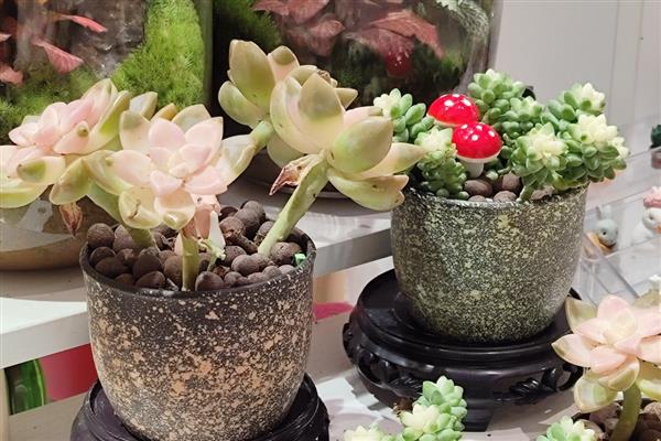 花叶子被冻坏了怎么处理,移置到温度在15℃左右的室内培育