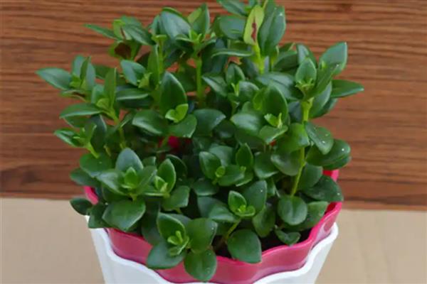 花叶子被冻坏了怎么处理,移置到温度在15℃左右的室内培育