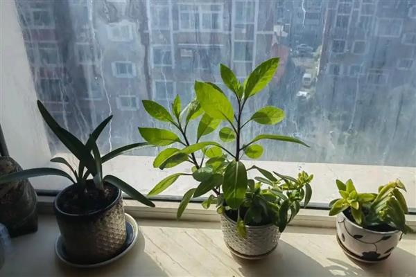 花叶子被冻坏了怎么处理,移置到温度在15℃左右的室内培育