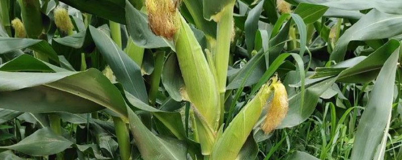 泛玉298玉米种介绍，出苗至成熟127.5天