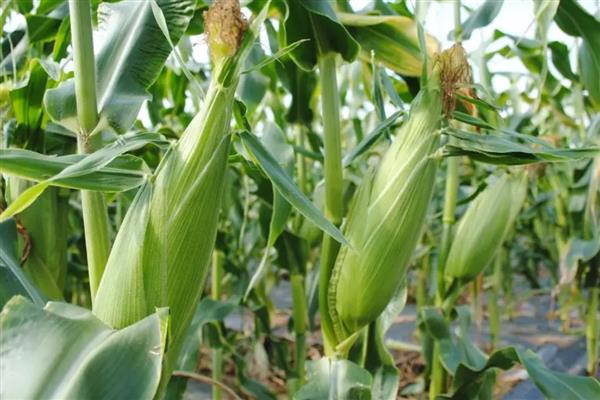 泛玉298玉米种介绍，出苗至成熟127.5天