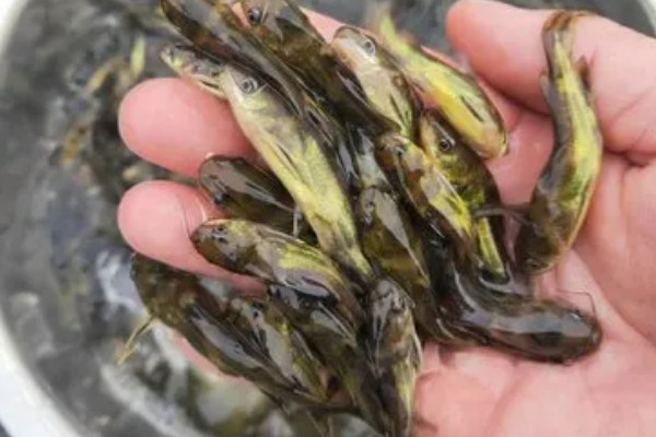 黄颡鱼的种类，常见的有岔尾黄颡鱼、长须黄颡鱼等