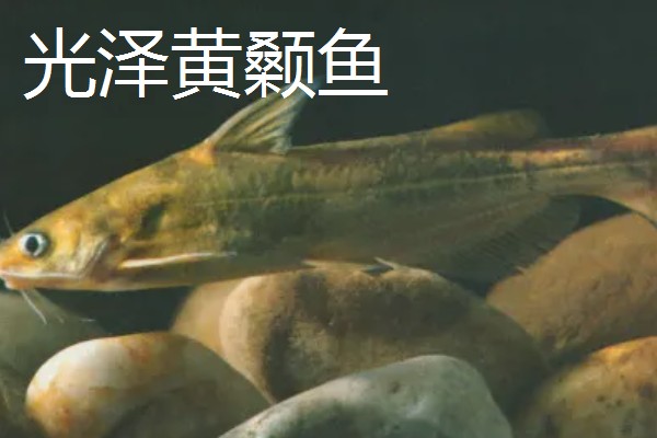 黄颡鱼的种类，常见的有岔尾黄颡鱼、长须黄颡鱼等