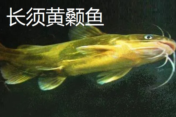 黄颡鱼的种类，常见的有岔尾黄颡鱼、长须黄颡鱼等