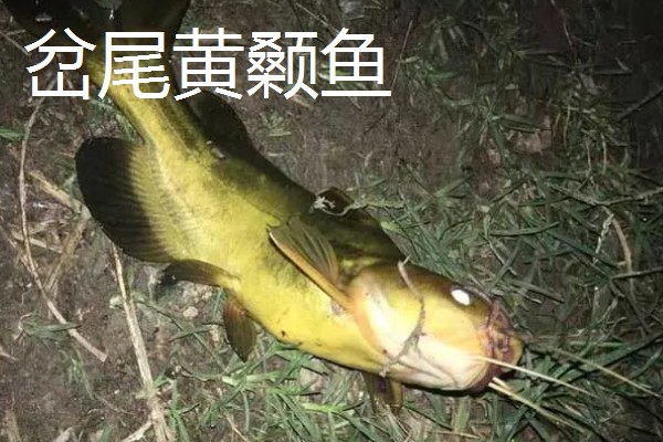黄颡鱼的种类，常见的有岔尾黄颡鱼、长须黄颡鱼等