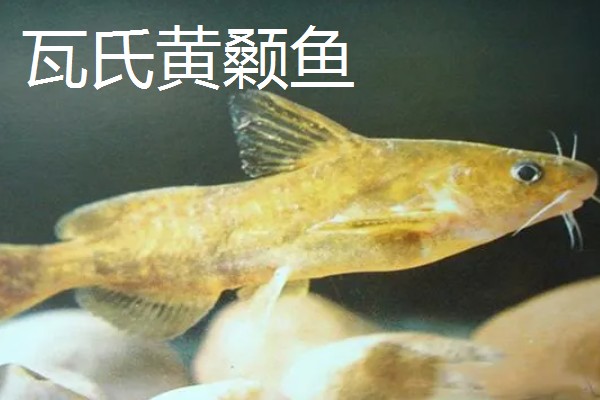 黄颡鱼的种类，常见的有岔尾黄颡鱼、长须黄颡鱼等