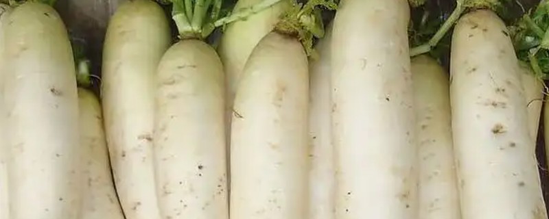 萝卜的品种，有白萝卜、红萝卜等